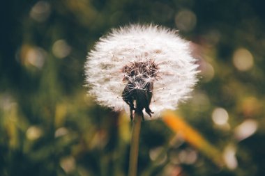 Karahindibadaki örümcek. Yakın plan.