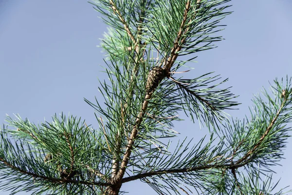 Der Fichtenzweig am Himmelshintergrund Nahaufnahme — Stockfoto