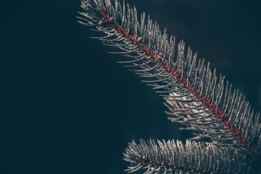 Yılbaşı ağacının taze yeşil dalı.