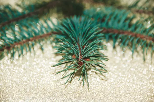 Το φρέσκο πράσινο κλαδί του χριστουγεννιάτικου δέντρου. — Φωτογραφία Αρχείου