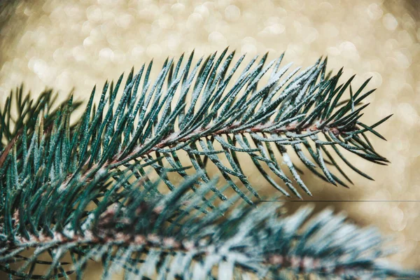O ramo fresco da árvore de Natal — Fotografia de Stock