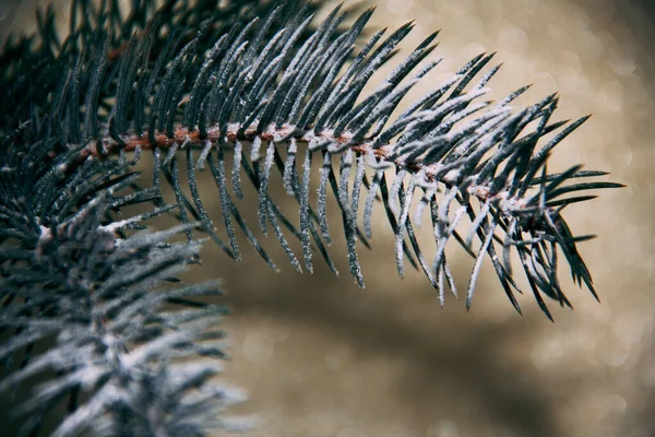 The fresh green branch of Christmas tree. — Stock Photo, Image