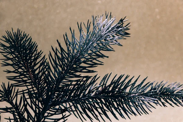 Свежая ветвь рождественской елки — стоковое фото