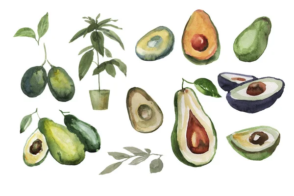 Impostare Avocado Cibo Sano Vegetarianismo Uno Sfondo Bianco Separatamente Acquerello — Foto Stock