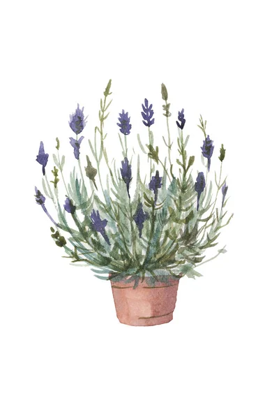 Lavendel Provence Aquarell Muster Nahtloser Druck Textil Aromatherapie Kräuter Frühlingsblumen — Stockfoto