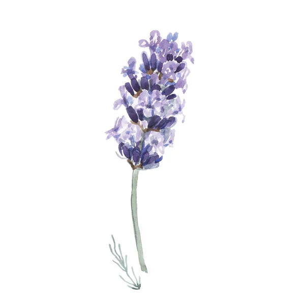 라벤더 프로방스 Lavender Provence Watercolor Patterence 프레임 로고에 피어난 식물학 — 스톡 사진