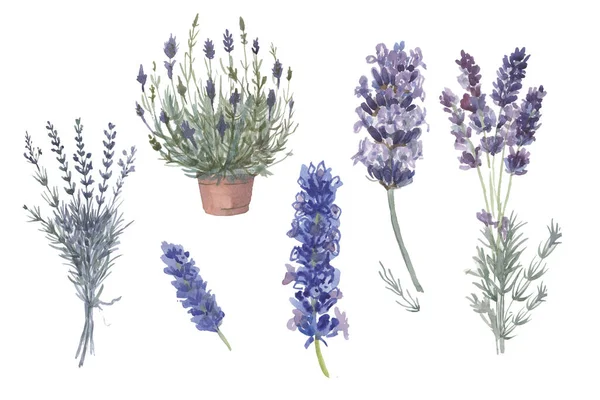 Levandule Provence Akvarel Vzor Potisk Textil Aromaterapie Byliny Jaro Květiny — Stock fotografie