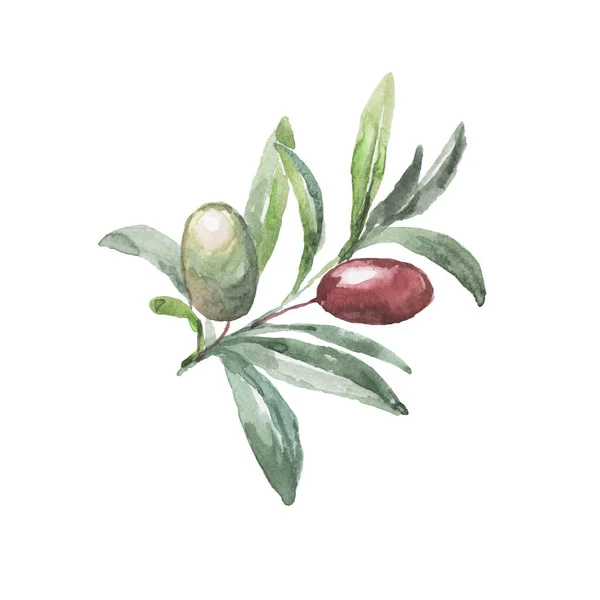 Olives Set Provence Motif Imprimer Textile Huile Naturelle Aquarelle Motifs — Photo