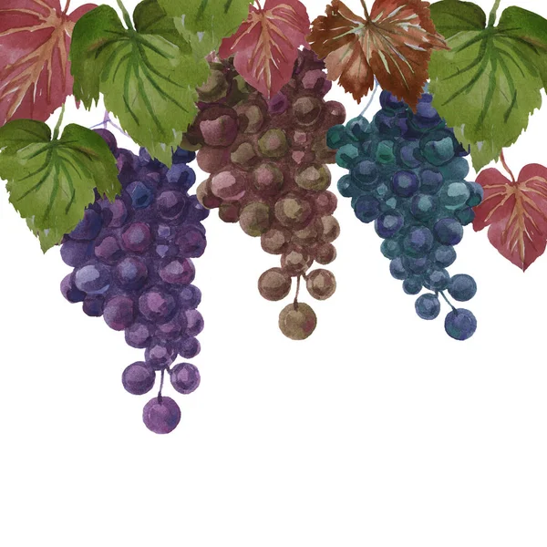 Üzüm desenleri dikişsiz suluboya meyve egzotik meyve demetleri suluboya yapraklar