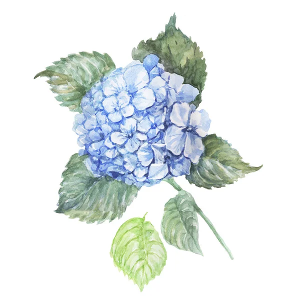 白地にアジサイ青花が咲く春夏の水彩手描き — ストック写真