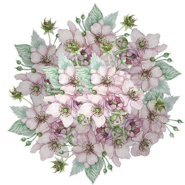 Άνθη Ένα Κλαδί Βατόμουρα Κήπο Φύλλα Βατόμουρα Χλωρίδα Μπουκέτο Βοτανική — Φωτογραφία Αρχείου