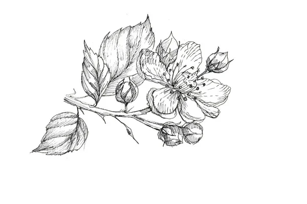 Grafik çiçekleri dalları, bahçe desenli el çizimleri, çiçek açan bitki örtüsü, klasik botanik klasik yaz dönemi bahar çerçevesi sınır çizimleri bırakıyor.