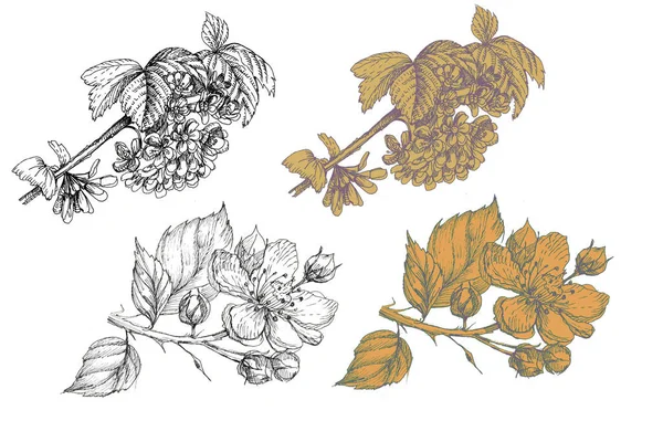 Grafiky Květy Listy Větve Zahrada Vzor Ručně Kreslený Styl Gravírování — Stock fotografie