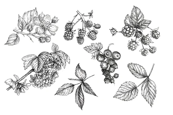 Blackberry Pattern Hand Drawn Print Textile Berries Fruits Leaves Leaves — Stock Photo, Image