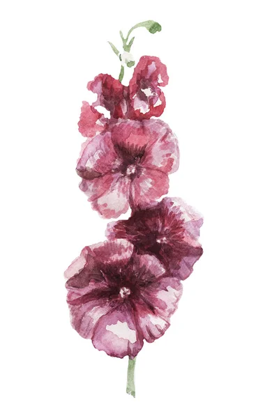 Fiore Malva Illustrazione Acquerello Disegnata Mano Borgogna Colore Rosso Stampa — Foto Stock