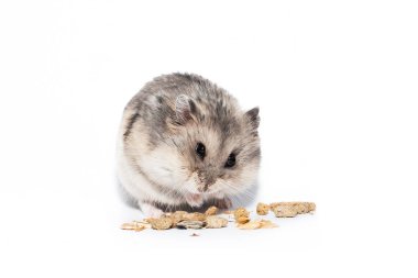 Küçük cüce Campbell hamster yiyor.