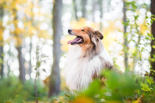 Gold rough collie in a forest — Stock Photo, Image