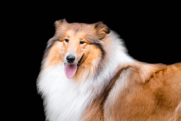 Porträtt av bedårande långhårig grov collie isolerad på svart — Stockfoto