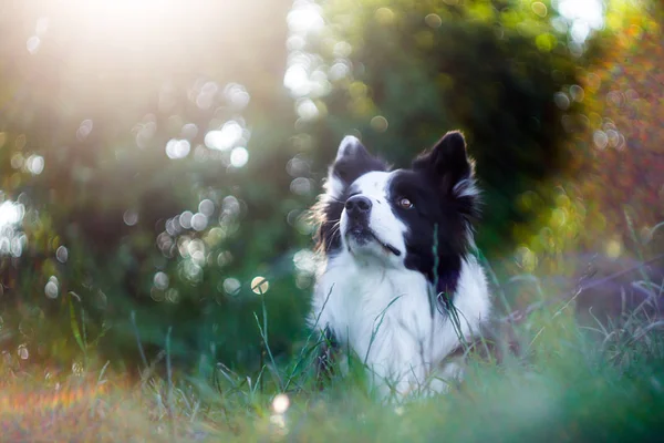 Vibrant portrait of black and white border collie — Stock Photo, Image