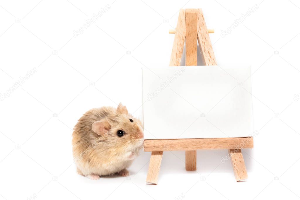 Cute campbell dwarf hamster with easel, white space for text or image