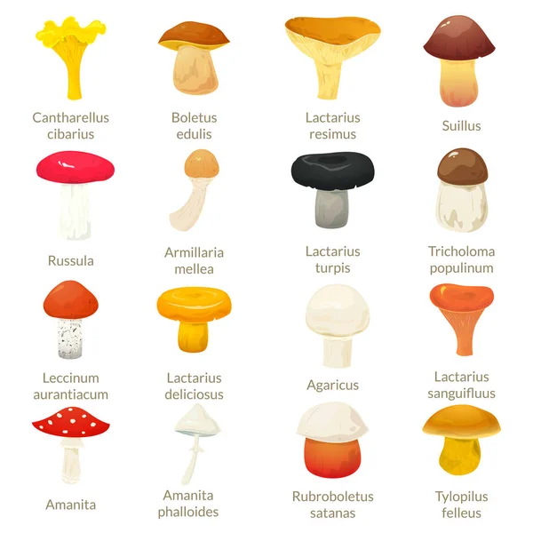 Set of different mushrooms — Stock Vector