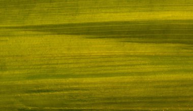 yeşil pandanus yaprağı, closeup doku.