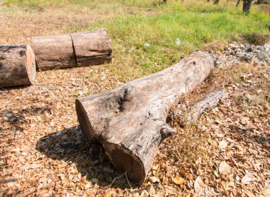 Mayo bir ormanda yığını