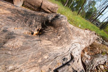 Mayo bir ormanda yığını