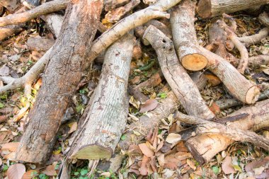ateşe odun kesme yığını günlüğe kaydeder