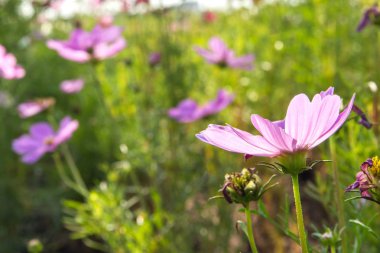 C.sulphureus Cav. veya Kükürt Cosmos, bahçede çiçek