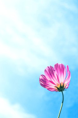 C.sulphureus Cav. veya Kükürt Kozmos ve mavi gökyüzü