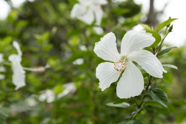 Flor Hibisco Color Blanco — Foto de Stock
