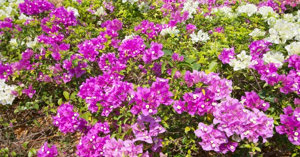 Квіти Бугенвілль Фіолетовий Саду — стокове фото