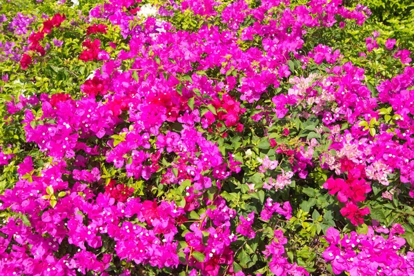 Flowers Bougainvillea Purple Garden — Stock Photo, Image