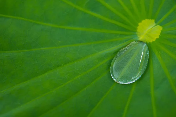 Gota Agua Una Hoja Loto —  Fotos de Stock