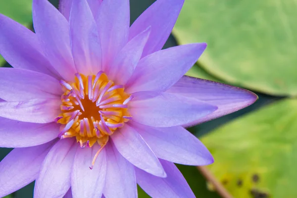 Die Lotusblume Ist Eine Violette Farbe — Stockfoto