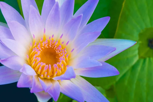 Die Lotusblume Ist Eine Violette Farbe — Stockfoto