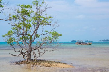 Sahilde ölü ağaç