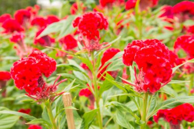 güzel cockscomb Çiçek Bahçe