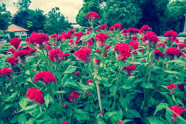Красиві Улаштування Квітки Солодкого Гороху Квітка Саду — стокове фото