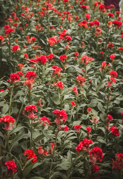 Mooie Cockscomb Bloem Tuin — Stockfoto