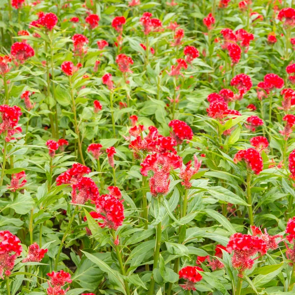 Mooie Cockscomb Bloem Tuin — Stockfoto