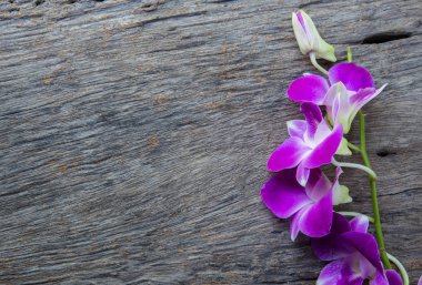 masada güzel Dendrobium orkide