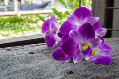 masada güzel Dendrobium orkide