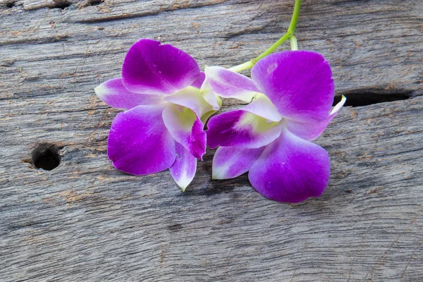 Красивая Дендробиевая Орхидея Столе — стоковое фото