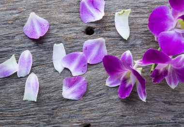 masada güzel Dendrobium orkide