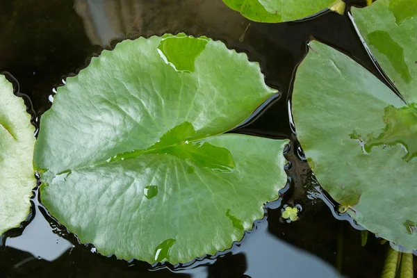 Vattendroppar Lotusblad — Stockfoto