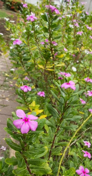 Квітка Вінки Гравіні — стокове фото