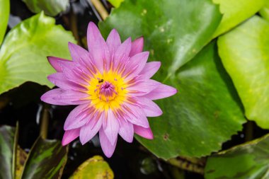 Lotus çiçeği ve lotus çiçek bitki