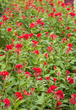 güzel cockscomb Çiçek Bahçe